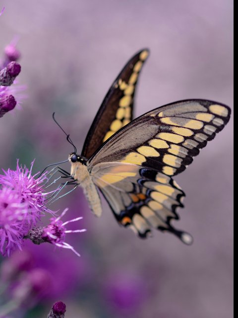 Fakta Menarik Kupu-Kupu yang Penting Diketahui, Masa Hidupnya Singkat