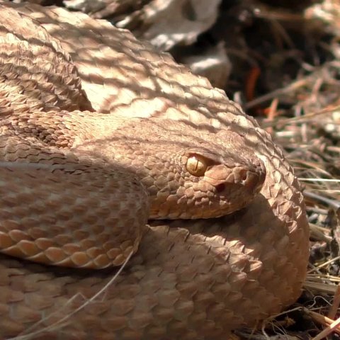 Contoh Hewan Ovovivipar