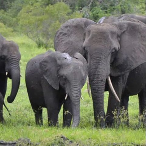 Seperti Manusia, Gajah Memanggil Kawanan Mereka dengan Nama Masing-Masing