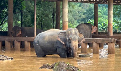 FOTO: Kasihan, Gajah-Gajah di Thailand Terjebak Banjir Parah