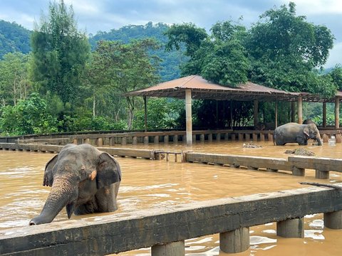 FOTO: Kasihan, Gajah-Gajah di Thailand Terjebak Banjir Parah