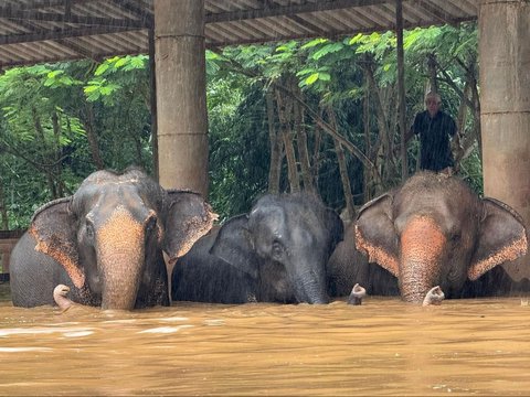 FOTO: Kasihan, Gajah-Gajah di Thailand Terjebak Banjir Parah