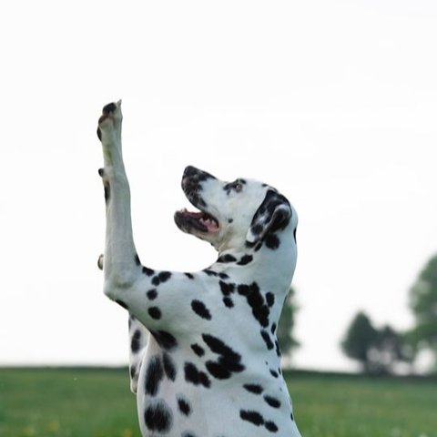 Dalmatian.