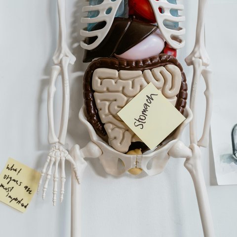 Cara Meningkatkan Kesehatan Pencernaan