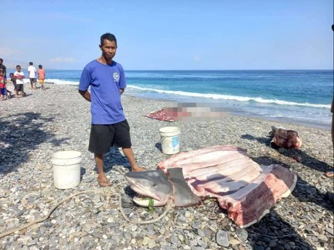 Turis Asal Amerika yang Hilang di Maluku, Ternyata Ada di Dalam Perut Hiu