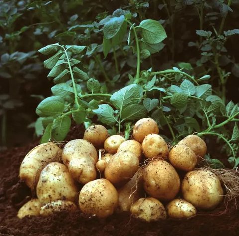 Kentang Siap Olah. (foto: Pinterest/PS).