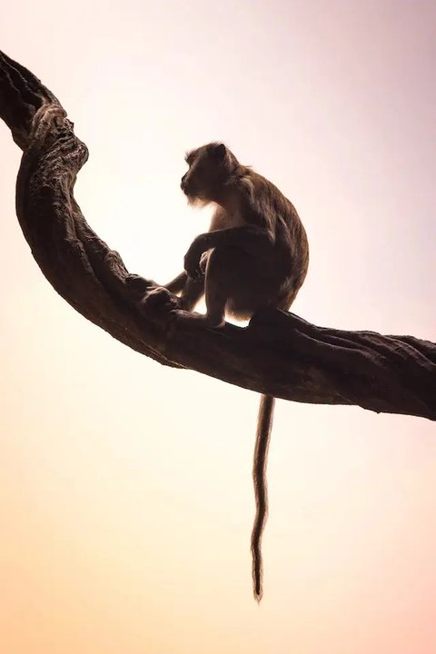 Ilustrasi Kera atau Simpanse (sumber: unsplash)