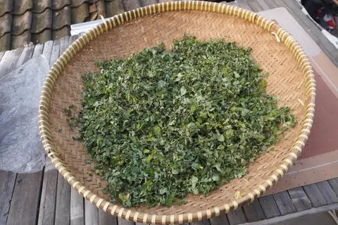 Manfaat daun kelor bagi kesehatan (pexels/kassiamelox)