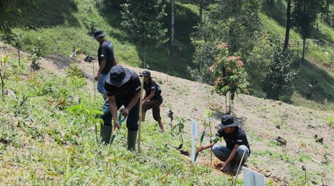 FOTO: Memulihkan Hutan, Aksi Nyata Kelompok Tani Mantan Penambang Melalui BRImenanam Grow & Green