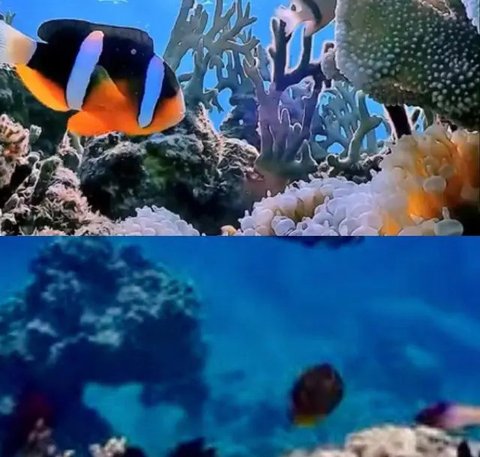 Taman Nasional Bunaken posisi pertama tempat menyelam terbaik di Asia (dok Instagram @btn_bunaken/https://www.instagram.com/p/DBueymmo10H/?igsh=MWt6aTdpNXJpbXQzdg==/Maheza Nurmiagita)