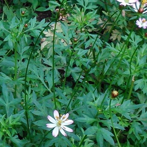 8 Manfaat Daun Kenikir untuk Kesehatan, Bisa Tambah Nafsu Makan - Sehatkan Jantung