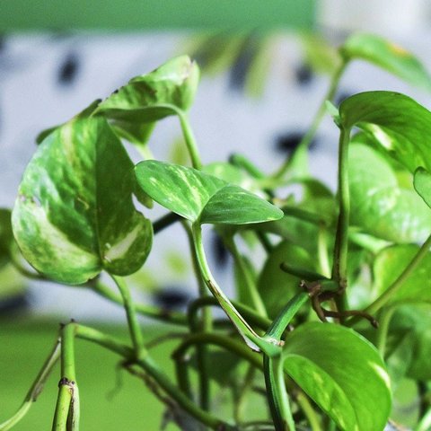 Ilustrasi daun sirih. (Gambar oleh Huy Dkc dari Pixabay)