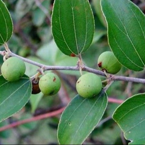 8 Manfaat Daun Bidara untuk Kesehatan dan Kecantikan, Mencegah Kanker - Mengatasi Jerawat