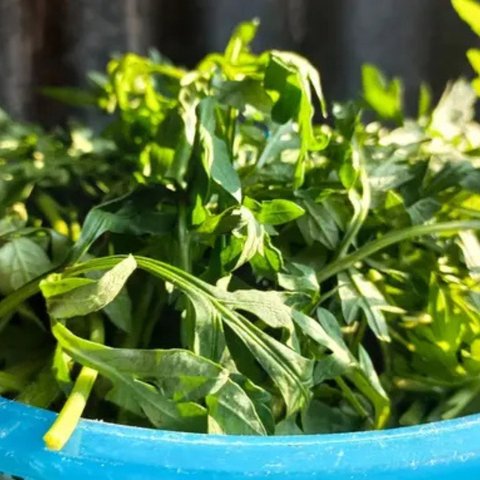 Daun Kenikir (Credit: Shutterstock/Anisa Kusuma)