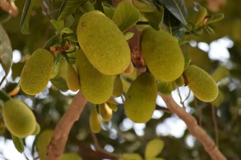 Makan Nangka Saat Hamil Muda Sebabkan Keguguran?