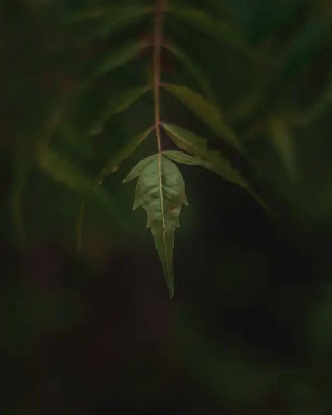 Ilustrasi minuman herbal | unsplash.com/@nastyabogdanova