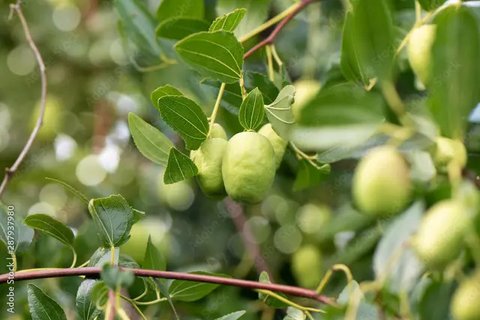 Ilustrasi minuman herbal | unsplash.com/@nastyabogdanova