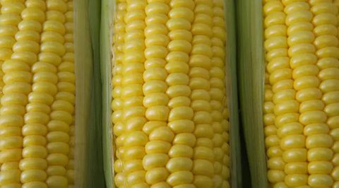ilustrasi jagung rebus/Photo by it's me neosiam from Pexels
