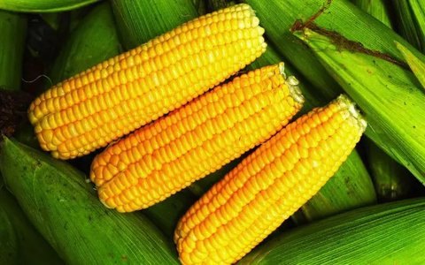 ilustrasi jagung rebus/Photo by it's me neosiam from Pexels