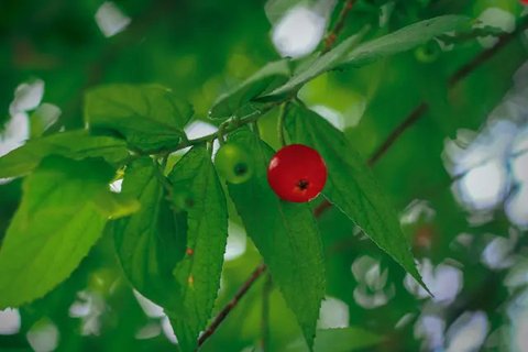 Rebusan Daun Herbal (Credit: Freepik)