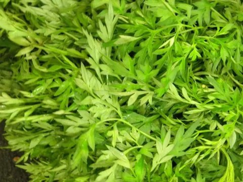 Rebusan Daun Herbal (Credit: Freepik)