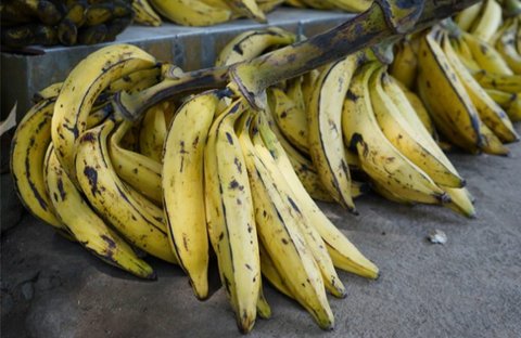 Trik Membuat Pisang Goreng Tanduk Enak dan Kering Tanpa Baking Soda