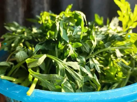 Resep praktis urap daun kenikir. (Dok: Cookpad @wenny_must)
