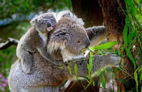 Koala dengan cakar yang dibalut perban duduk di antara daun eukaliptus di dekat Klinik Dokter Hewan Kebun Binatang Melbourne, 6 Desember 2020. Sejumlah koala yang terluka parah akibat kebakar
