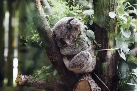 Koala dengan cakar yang dibalut perban duduk di antara daun eukaliptus di dekat Klinik Dokter Hewan Kebun Binatang Melbourne, 6 Desember 2020. Sejumlah koala yang terluka parah akibat kebakar