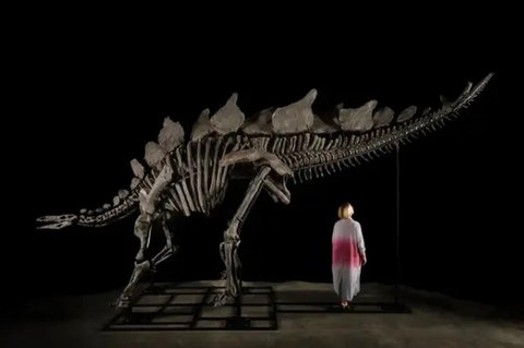 Kerangka dinosaurus Apatosaurus bernama "Vulcain", yang dipajang di kastil Dampierre sebelum dilelang di Dampierre-en-Yvelines, Paris, pada 10 Juli 2024. (AFP)
