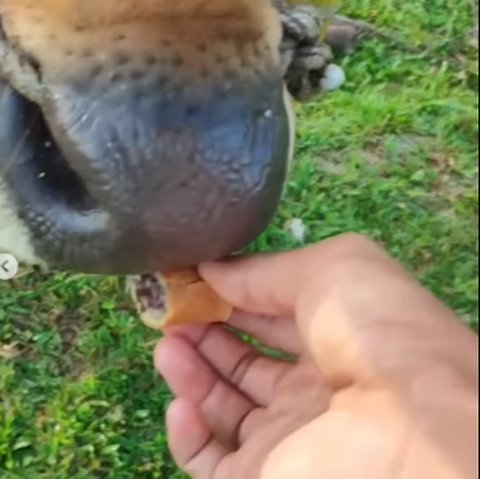 Siswa SD Ditanya Guru Makanan Sapi Dijawab Martabak Jadi Tertawaan