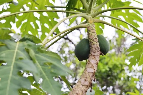 Ilustrasi daun pepaya./Copyright pixabay.com/thoxuan99