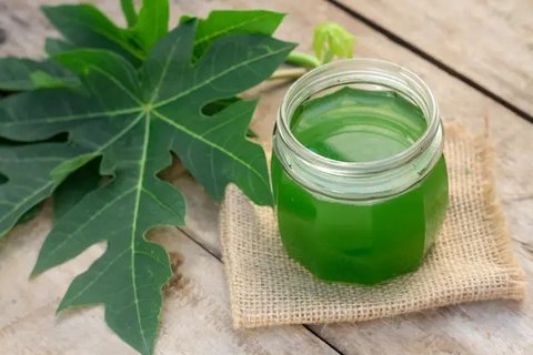 Ilustrasi daun pepaya./Copyright pixabay.com/thoxuan99