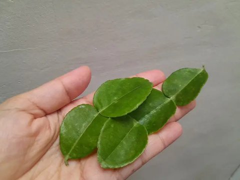 Daun Jeruk Purut (Sumber: wikimedia.org)