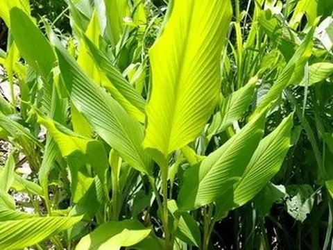 Daun Kunyit (Credit: Shutterstock/AeJaa)