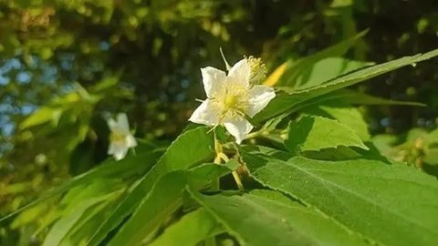 Ilustrasi daun kersen | Ibrahim Hasan dari Pexels