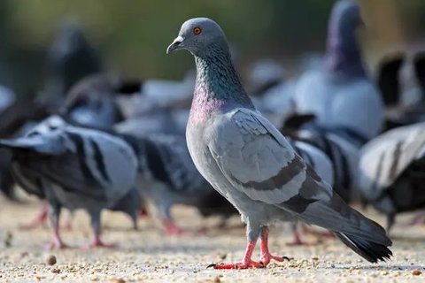 mimpi menangkap burung merpati putih Ilustrasi dibuat Stable Diffusion