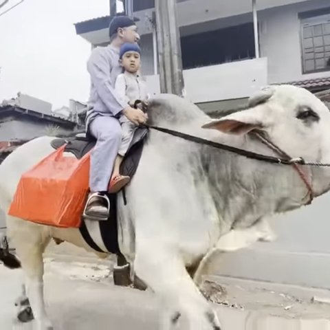 Gokil, Irfan Hakim Berangkat Salat Jumat Naik Seekor Sapi dan Bagi-bagi Nasi Kotak