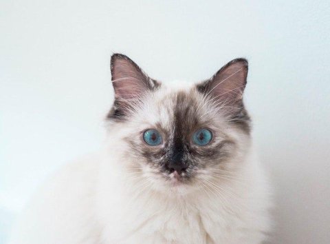 Ilustrasi Kucing Moggy