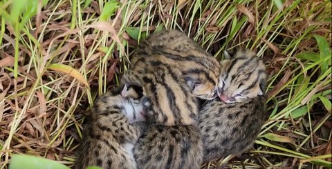 Macan Akar yang Dilindungi Undang-undang Ditemukan di Tengah Sawah