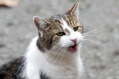 Kucing Larry di Kantor PM Inggris