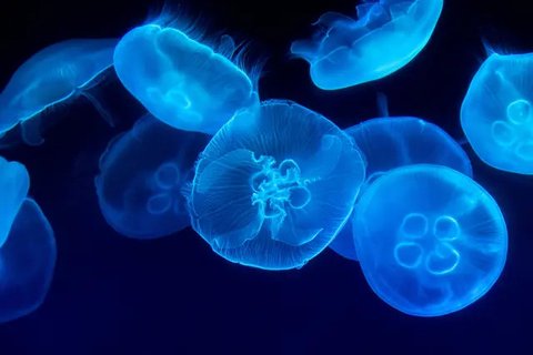 Ubur-ubur Mnemiopsis leidyi kembali ke 'masa muda' untuk menghadapi kerasnya kehidupan. (J. Javidpour, IFM-GEOMAR/DW)