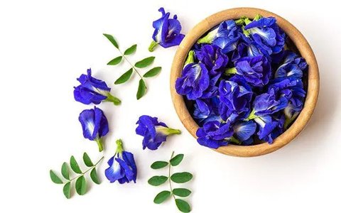 Bunga Telang. (foto: Pinterest/Freepik).