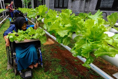 FOTO: Semangat Penyandang Difabel Panen dan Jual Sayuran Hasil Kebun Hidroponik