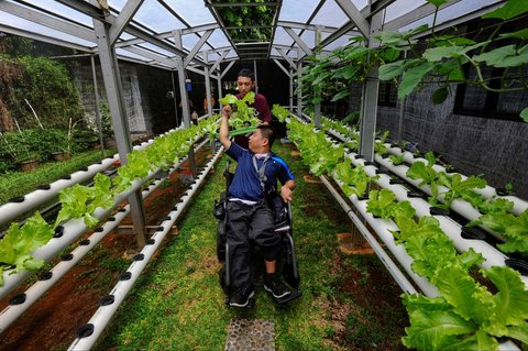 FOTO: Semangat Penyandang Difabel Panen dan Jual Sayuran Hasil Kebun Hidroponik