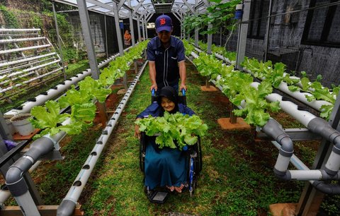 FOTO: Semangat Penyandang Difabel Panen dan Jual Sayuran Hasil Kebun Hidroponik