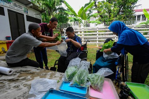 FOTO: Semangat Penyandang Difabel Panen dan Jual Sayuran Hasil Kebun Hidroponik