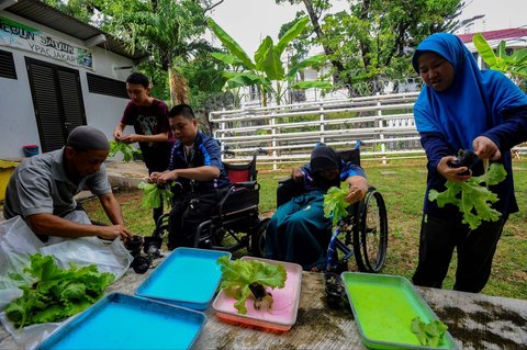 FOTO: Semangat Penyandang Difabel Panen dan Jual Sayuran Hasil Kebun Hidroponik