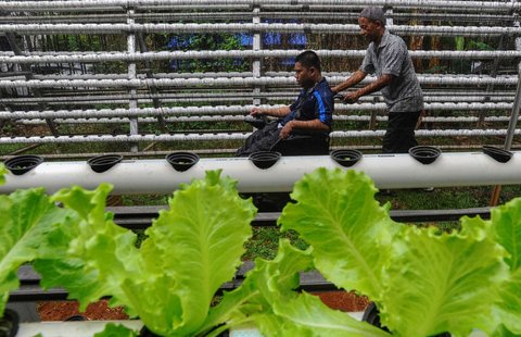 FOTO: Semangat Penyandang Difabel Panen dan Jual Sayuran Hasil Kebun Hidroponik