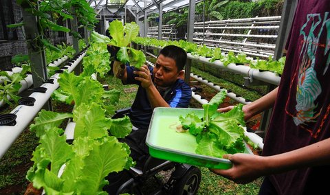 FOTO: Semangat Penyandang Difabel Panen dan Jual Sayuran Hasil Kebun Hidroponik